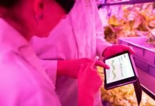 digital growth tools maximization